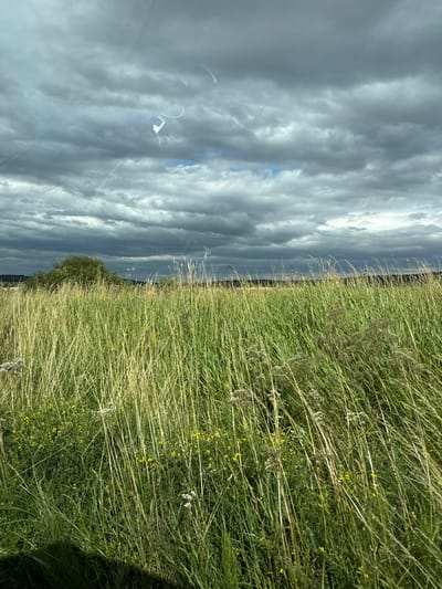 This is a vertical, landscape-oriented photograph taken in Niederwetz, Germany. The image captures a natural scene dominated by tall, green grass in the foreground and a dramatic sky in the background.
The right two-thirds of the image are filled with a field of lush, green grass. The grass is tall and appears windswept, with many individual blades and seed heads visible. Scattered among the green are small yellow wildflowers, adding touches of color to the dense vegetation. In some areas, the grass is lighter and more golden, indicating it may be drier or closer to seeding. A hint of shadow from an unseen object or person falls on the lower right portion of the grass field.
The left third of the image features a heavily clouded sky. The clouds are dark and textured, with varying shades of gray and white, suggesting a potentially stormy or overcast day. Shafts of light break through in places, creating a dynamic and somewhat dramatic atmosphere. A few thin, white lines, possibly contrails or wisps of cloud, are visible in the sky. A faint hint of the horizon can be seen in the distance, where the sky meets a dark, tree-lined strip of land.
The overall impression is one of a wild, open landscape under a brooding sky. There are no people or discernible objects in the scene, focusing entirely on the natural elements of grass and sky. The time of day is indeterminate due to the overcast conditions, but the lighting suggests it is daytime. The emotion evoked is one of natural beauty and perhaps a touch of ruggedness due to the stormy sky. No text is visible in the image.