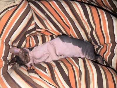 A hairless cat, predominantly pink with patches of grey on its back, is sleeping curled up on a striped blanket. The blanket features diagonal stripes in shades of brown, orange, beige, and white. The cat's eyes are closed, and its head is resting on its paws. The scene appears to be indoors, likely on a bed or sofa. The image is a close-up shot, focusing on the cat and the blanket. There is no identifiable information about the location in Mezhgorye, Russia.