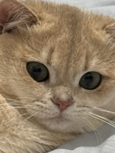 The image presents a forensic close-up of a domestic cat's face. The subject is a short-haired cat, likely of a light ginger, cream, or fawn color, with dense fur displaying subtle golden shading, particularly around the eyes and on the forehead. Its eyes are large, round, and appear to be a dark green or amber hue with visible, moderately dilated pupils. A small, pink, moist-looking nose with distinct nostrils is centered below the eyes. Several prominent, long white whiskers extend outwards from the muzzle area. One ear, covered in matching fur, is partially visible at the top left, appearing small and set low. The cat's expression is alert and calm, looking directly forward. The background is an indistinct, soft blur of a light, possibly white or cream, fabric texture, suggesting an indoor environment. Visual evidence within the image is insufficient to identify the specific location as Zayed Military City, United Arab Emirates, or any other geographical coordinate. No people, discernible actions, or interactions are visible.