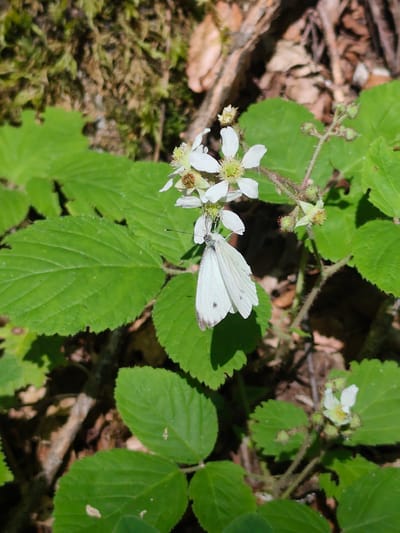A close-up, high-angle shot captures a delicate white butterfly perched on a cluster of small white flowers. The butterfly's wings are spread slightly, revealing intricate patterns and subtle brown markings near the tips. The flowers, with their delicate petals and yellow centers, are part of a plant with serrated green leaves, some of which are in sharp focus in the foreground. The background is a soft blur of muted greens and browns, suggesting a natural, wooded environment. The scene evokes a sense of tranquility and the beauty of the natural world. The location is identified as Teteven, Bulgaria.