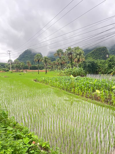 The image depicts a lush agricultural landscape in Sơn Dương Commune, Vietnam. The foreground is dominated by a flooded rice paddy, with rows of young green rice sprouts emerging from the water. To the right of the paddy, a field of young corn plants and banana trees is visible, indicating diverse farming practices. In the midground, a line of tall palm trees stands against a backdrop of mist-shrouded mountains. Overhead, power lines traverse the sky, supported by utility poles, suggesting the presence of human infrastructure within this natural setting. The overall atmosphere is serene and verdant, characteristic of rural Vietnam. There are no people visible in the image.