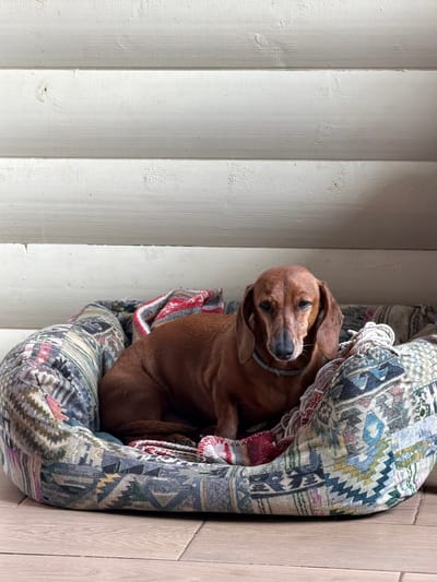 A brown dachshund lies in a patterned dog bed on a wooden floor in front of a white wooden wall. The dog is resting its head on its paws and appears to be looking towards the viewer with a calm expression. The dog bed is filled with blankets and pillows, creating a cozy environment. The wall behind the dog is made of horizontal wooden planks, painted white. The lighting in the image is natural, coming from the side, casting soft shadows. The scene appears to be indoors, likely in a home.