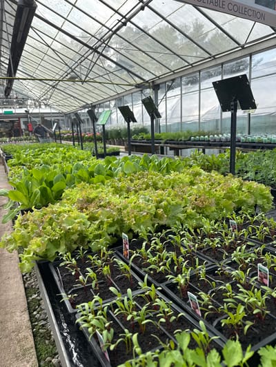 This image depicts an interior view of a commercial greenhouse or plant nursery located in the Wyre Forest area, United Kingdom. The foreground and midground are dominated by rows of green vegetable seedlings and mature plants arranged on elevated black metal tables. In the immediate foreground, multiple black plastic trays contain young beetroot plants, characterized by small green leaves and distinct red stems, each plant rooted in dark soil. Behind these, large trays hold a variety of lettuce, including vibrant green Romaine and frilly, reddish-green loose-leaf types. Black, angled informational markers on metal stakes are interspersed among the plant displays.
In the background, additional rows of potted plants, some appearing to be flowers or herbs, extend into the distance. Two individuals are visible in the far left background; one wears a dark long-sleeved shirt, and the other a lighter garment, both standing among the plant displays, their actions indistinct. The overhead structure features a translucent, possibly glass or polycarbonate, arched roof supported by a metal framework. A white sign mounted high above reads "VEGETABLE COLLECTION" with the initial word partially obscured. Natural light illuminates the scene, indicating an outdoor setting for the greenhouse structure. Gravel or crushed stone is visible on the ground beside the plant tables.