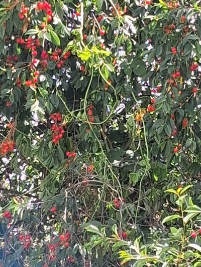 The image shows a close-up of a tree or bush with numerous small, red berries clustered on branches. The leaves are dark green. The lighting suggests it is daytime, with some dappled sunlight filtering through the foliage, creating bright highlights and shadows. There are no people or animals visible. The scene appears to be outdoors in a natural setting. The location is identified as Krolevets, Ukraine, implying this is a plant found in that region.