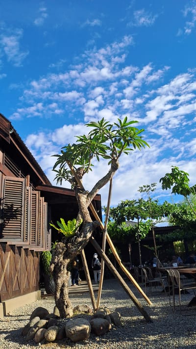 The image depicts an outdoor scene in Bireuenmeunasahdayah, Indonesia, featuring a rustic wooden building and a uniquely shaped tree in the foreground. The building, constructed from dark wood with louvered shutters, is partially visible on the left side of the frame. The tree, with its gnarled trunk and leafy branches, is supported by wooden stakes and surrounded by a bed of small gray pebbles and larger, rounded stones. In the background, several individuals are seated at tables under a canopy of trees, suggesting an outdoor seating area for a cafe or restaurant. The sky above is a vibrant blue, dotted with fluffy white clouds, indicating fair weather. A person wearing a white headscarf and a backpack is seen walking away from the camera towards the building, and another individual in dark clothing is visible near the entrance of the building. The overall atmosphere is relaxed and natural, with a focus on organic materials and outdoor ambiance.