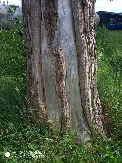 This media file captures a close-up view of the textured bark of a large tree, predominantly in the foreground. The tree trunk is weathered and shows signs of age, with deep furrows and a lighter, smoother section running vertically down its center. The bark is rough and uneven, with a brownish-gray hue. Surrounding the tree is lush green grass, indicative of an outdoor setting, with some taller, dry grass stalks interspersed.
In the background, beyond the tree and grass, there are hints of industrial elements. To the left, blurred green foliage suggests more vegetation, and behind that, a large, gray, possibly metal structure, which could be part of a train car or industrial equipment, is visible. To the right, a blue train car with white lettering and symbols is clearly identifiable, positioned on a track amidst the greenery. The sky is visible in the upper right corner, appearing partly cloudy. The lighting suggests it is daytime, with sunlight illuminating the scene and casting shadows.
The overall impression is one of nature reclaiming or coexisting with industrial remnants. There is no specific activity or event depicted, rather a static environmental portrait. The camera's watermark at the bottom left corner displays the text "SHOT ON MI PLAY AI DUAL CAMERA." The location context is Polatsk, Belarus.