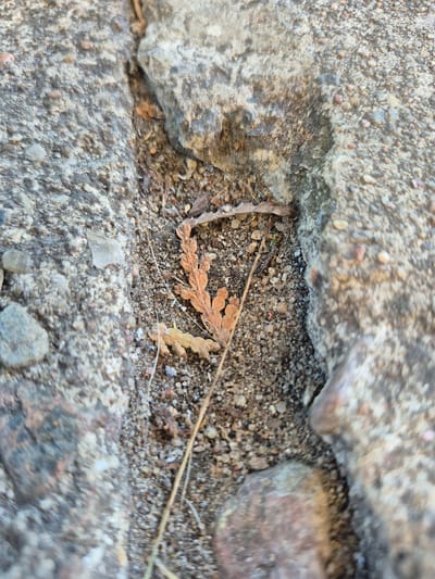 The image shows a close-up view of a crack in concrete or asphalt, with dry soil and a small, brown, desiccated leaf within the crack. Several small pebbles and granular debris are also visible. The concrete or asphalt surface is rough and textured, with a mix of gray and lighter colored aggregate. The lighting suggests an outdoor environment, likely during daylight. There are no people or identifiable human actions depicted in the image. The specific location in Švenčionys, Lithuania, is not discernible from the visual information provided.