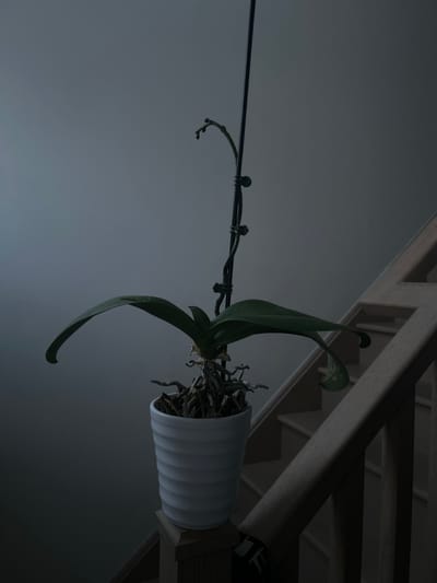This image depicts an orchid plant in a white corrugated pot, placed on the wooden railing of a staircase. The orchid has several green leaves and a tall, dark stem with what appear to be developing buds. The staircase is constructed of light-colored wood. The background is a plain, dark gray wall. The lighting suggests an indoor environment, possibly a home in Richmond Hill, Canada, with the focus on the plant.