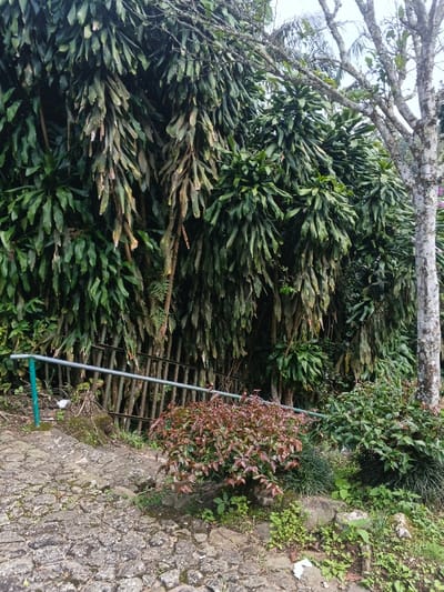 This image captures a vibrant, green outdoor scene, likely a garden or natural area along a path in Doongdoongnyelsa Norbooding, Bhutan. The foreground features a rustic, uneven stone-paved path, suggesting steps or a sloped walkway. A metal railing, comprising a horizontal silver bar supported by a green vertical post, runs along the left side of the path, with additional vertical silver bars beneath it, hinting at a drop-off or barrier.

The background is dominated by dense, tall plants with long, strap-like green leaves, some appearing drier or brownish at their tips, forming a thick, verdant wall of foliage. In the lower center, a bush with distinct reddish-brown leaves adds a contrasting color. Various smaller green plants and grasses grow along the edges of the path and among the larger vegetation.

To the right, the light-colored trunk and bare branches of a large tree, covered in what appears to be lichen, ascend towards a soft, hazy sky, which is minimally visible at the top. The lighting is diffused, suggesting an overcast day or perhaps early morning/late afternoon. There are no people, animals, or discernible activities taking place. The scene is one of quiet, lush natural beauty. No text is visible in the image.