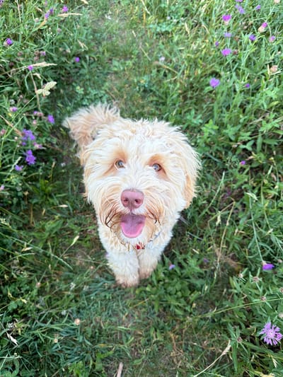 A light-colored, fluffy dog is looking up at the camera from a field of green grass and purple flowers. The dog is positioned in the center of the frame, with its head tilted slightly. Its mouth is open, revealing a pink tongue, and its eyes are bright and alert. The dog appears to be wearing a red collar. The background is a blur of green foliage and small purple flowers, suggesting an outdoor, natural setting. The scene is captured from a high angle, looking down on the dog. The image does not contain any specific landmarks that would identify its location within the city of Poing, Germany.