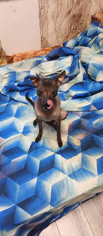 A hairless dog is sitting on a bed with a blue, geometric-patterned comforter. The dog is dark brown with large ears and its tongue is sticking out. The background appears to be a wall with a textured wallpaper. The image was taken in Beregovoe, Ukraine.