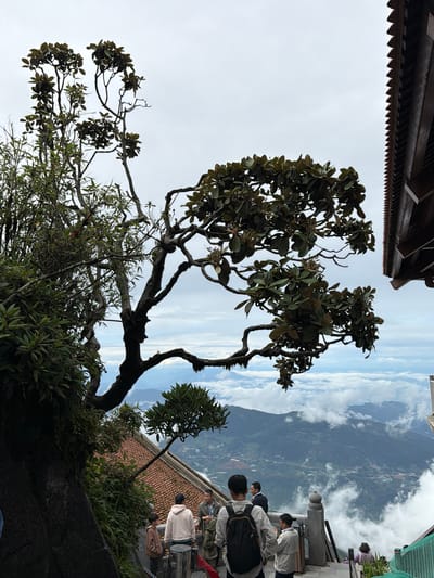 The image depicts a group of people standing on a balcony overlooking a mountainous landscape partially obscured by clouds. The scene is captured from a high vantage point, suggesting a mountainous or elevated location. The people are casually dressed and appear to be observing the view, with some looking towards the distant scenery and others interacting with each other.

In the foreground, there are several trees with dark, gnarled branches and lush green leaves. One prominent tree dominates the left side of the frame, its branches extending upwards and outwards. In the background, the rugged terrain of mountains stretches into the distance, with patches of vegetation and some visible structures. The sky is partly cloudy, with a mix of blue sky and white clouds, indicating fair weather.

The architecture of the balcony and the surrounding buildings, with their tiled roofs and wooden accents, hints at an Asian setting. The time of day appears to be daytime, given the natural light illuminating the scene. There are no visible text elements in the image. The overall mood seems to be one of peaceful observation and enjoyment of the natural scenery.