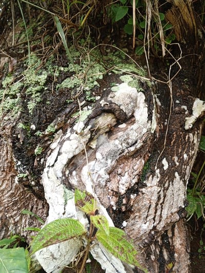 The image displays a detailed, close-up view of weathered tree bark located in Silvino Lobos, Philippines. The bark exhibits deep furrows and ridges, presenting a mottled texture with dominant colors of dark brown, black, and significant irregular patches of white and light gray. Extensive light green moss and lichen growth are present, primarily across the upper and central dark areas of the bark. Slender, dried, light-colored grass blades and thin vine-like structures are intertwined among the moss and bark, particularly in the upper half of the frame. In the lower foreground, a herbaceous plant with broad, textured green leaves featuring reddish-brown venation is observed, seemingly growing from or near the base of the tree. There are no individuals, animals, or artificial objects present.