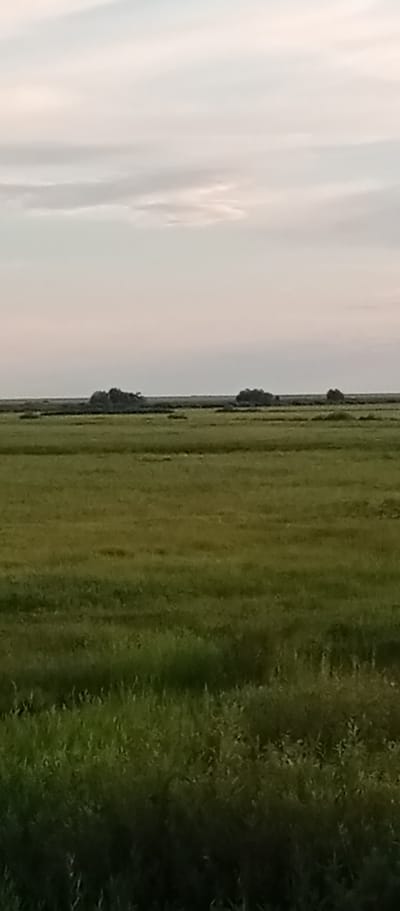 This media file depicts a wide, expansive grassland under a pale, overcast sky. The scene is dominated by shades of green, with variations in hue suggesting different types of vegetation or possibly changes in lighting across the field. In the middle ground, a dark, low-lying line separates the grassland from the sky, with small clusters of dark shapes, likely trees or bushes, dotting this line. These formations are sparse and appear to be islands of vegetation within a flatter landscape.
The time of day appears to be either early morning or late evening, given the soft, diffused light and the muted colors of the sky. The weather is overcast, contributing to the subdued atmosphere of the image. There are no people or man-made objects visible, focusing the viewer's attention on the natural landscape. The overall impression is one of vastness and tranquility, characteristic of open plains or steppes. The location context of Marinovka, Kazakhstan, aligns with this interpretation of a rural, natural environment. No text is visible in the image.