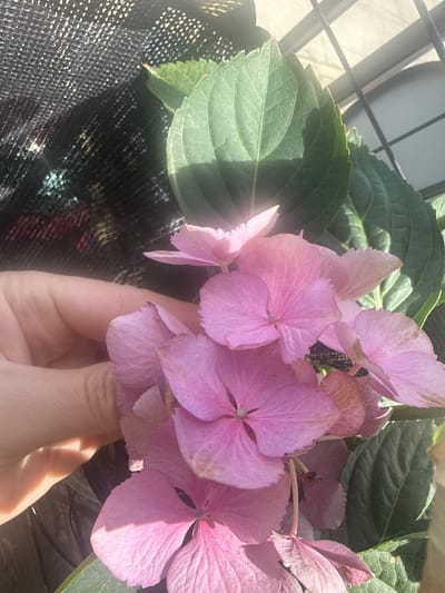 This close-up photograph features a person's hand gently holding a vibrant cluster of pink flowers, likely hydrangeas. The flowers display various shades of pink, with some petals showing natural variations or slight fading. Large, deep green leaves with prominent veins frame the flowers, some basking in direct sunlight and others partially shadowed.
The scene is brightly illuminated by natural sunlight, creating strong highlights and distinct shadows across the petals and leaves, along with a visible sun flare on the left side of the image. This suggests it is daytime. The hand, with a light skin tone, appears to be carefully supporting the flower cluster.
In the upper left background, a blurred, light-colored area features a dark, grid-like pattern, possibly indicating a window pane, a railing, or part of a building structure. The lower left background consists of a dark, textured material, which could be a planter, a shading net, or a piece of fabric. The overall impression is one of appreciating nature, set in an outdoor or bright indoor environment, potentially in Des Plaines, United States. There is no visible text in the image.