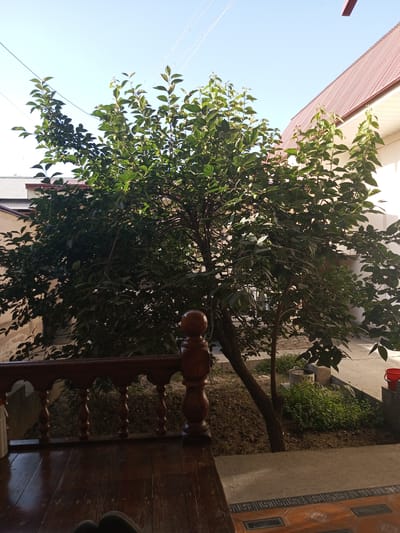The image shows a leafy green tree in a courtyard in Kattakurgan City, Uzbekistan. The tree is in full foliage and appears to be healthy. In the foreground, there is a wooden railing and a wooden floor. Behind the tree, there are buildings with reddish-brown roofs and light-colored walls. The sky is clear and blue. There are some wires running across the sky. The scene suggests a residential or a rural area in Uzbekistan. The overall atmosphere is peaceful and serene.