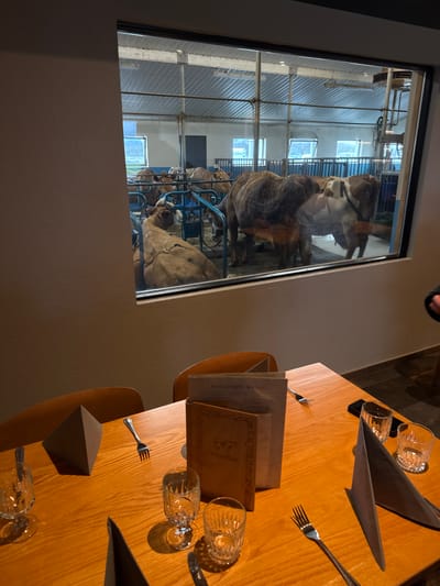 This image captures a unique dining experience at Vogafjós in Reykjahlíð, Iceland. The scene is split between an indoor restaurant setting and a window view into an animal enclosure.

On the right, a warm wooden table is set for a meal. It features clear, textured drinking glasses, silver forks, and dark grey folded cloth napkins. Several brown menus are visible, with "VOGAFJÓS MENU" and "VOGAFJÓS" clearly legible on their covers, identifying the establishment. A small dark, triangular prism-shaped object rests on the table, and part of a curved wooden chair is also visible. A person's hand is faintly visible at the top edge of the frame, suggesting a diner is seated.

Through a large rectangular window on the left, several goats are observed in what appears to be a well-lit barn or milking parlor. The goats, exhibiting various brown and white markings, stand within blue metal frames or stanchions. The background of the enclosure shows industrial-style structures, including corrugated metal walls or roofing and metal beams, with additional light sources illuminating the space.

The image depicts the activity of dining in a restaurant that offers patrons a direct view into a working farm, allowing them to observe the animals, specifically goats, while enjoying their meal. The lighting suggests it is daytime or a well-illuminated indoor environment.