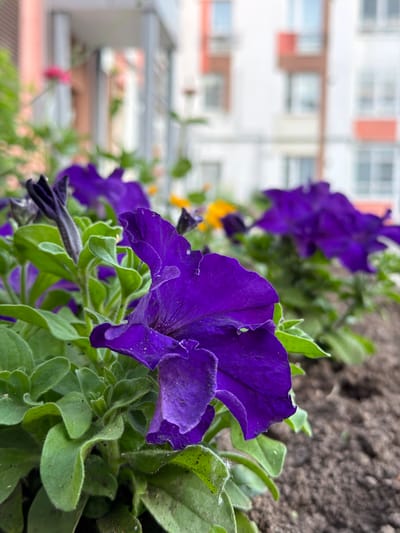 This media file captures a close-up view of vibrant purple petunias in bloom, with their delicate petals and lush green foliage dominating the foreground. The flowers appear to be planted in dark soil. In the background, a blurred, multi-story building with a light-colored facade and red and white accents is visible, suggesting an urban or suburban setting. The lighting suggests it is daytime, likely under natural light, though the overall atmosphere is serene and focused on the natural beauty of the flowers. The focus is sharp on the nearest petunia, highlighting its texture and color, while the background elements are softly out of focus, creating a shallow depth of field. There is no visible text within the image. The scene is static, depicting a moment of natural beauty in what appears to be a residential or public space in Michurinsky, Russia.