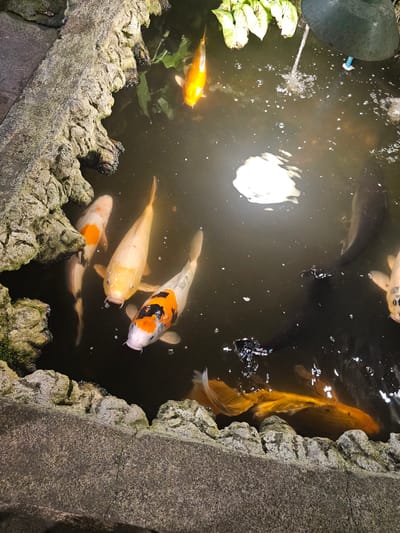 In an outdoor koi pond, possibly located in Parakan, Indonesia, several koi fish swim in dark, murky water. The pond is bordered by textured, greyish-brown rocks with patches of green moss. A water feature at the top right of the image shows water cascading into the pond, creating ripples and bubbles on the surface. A dark, round object, possibly a light fixture, is visible above the water. The lighting suggests it could be evening or a dimly lit area. The koi fish exhibit various colors and patterns, including orange, white with orange markings, and a tricolor pattern of orange, black, and white. One fish is prominent in the foreground with its head and part of its body visible, displaying its tricolor markings. Another large, bright orange koi is swimming horizontally along the bottom edge of the frame. The water's surface reflects light, creating bright, hazy patches. The overall scene depicts a tranquil aquatic environment.