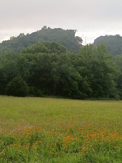The image depicts a landscape scene under an overcast sky. In the foreground, a field of green grass is dotted with numerous yellow and black-eyed susan wildflowers. Behind the field, a dense line of dark green trees forms a backdrop, with the upper branches of some trees reaching towards the sky. Further in the distance, rolling hills covered in lush green foliage are visible, with the silhouettes of trees creating a textured pattern against the muted sky. A single utility pole with wires is visible in the far distance, breaking the natural horizon. The scene appears to be located in a rural or natural setting, possibly on the outskirts of Frankfort, United States, given the presence of rolling hills and dense vegetation. There are no people or animals visible in the image.