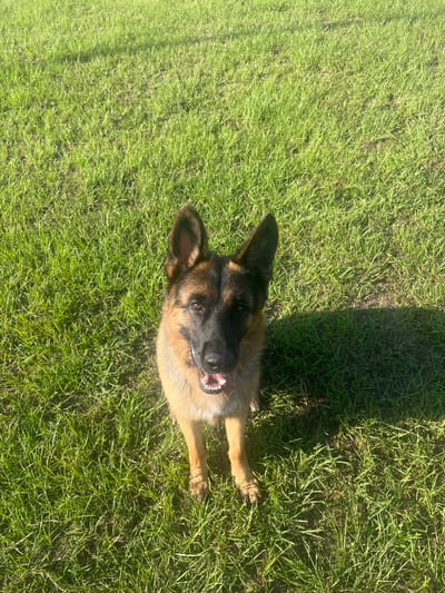 This is a vertical, eye-level, full-shot photograph of a German Shepherd lying on bright green grass. The dog is facing upwards, its head tilted slightly to the right. Its mouth is open, revealing pink gums and white teeth, and its tongue is visible. The dog's ears are perked up, and its brown eyes are looking directly at the camera. The dog's fur is a mix of tan and black, with the characteristic German Shepherd markings.
The setting is a grassy area, likely a lawn, bathed in bright sunlight. The sunlight casts a long, distinct shadow on the grass to the left of the dog, suggesting a late afternoon or early morning time of day. The grass appears healthy and well-maintained. The location context provided is Pooler, United States of America. There are no people or man-made objects visible in the frame. The overall mood is bright and cheerful, with the dog appearing alert and happy.