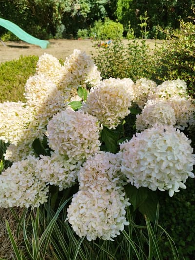 The image shows a cluster of white hydrangeas in a garden. The hydrangeas are in full bloom, with large, cone-shaped flower heads. The flowers are a creamy white color, with some tinges of pink. The leaves of the hydrangea plant are dark green and glossy. In the background, there is a green plastic slide, suggesting a children's play area. The garden appears to be well-maintained, with neatly trimmed bushes and grass. The lighting suggests it is a sunny day. The location is identified as Friesoythe, Germany.