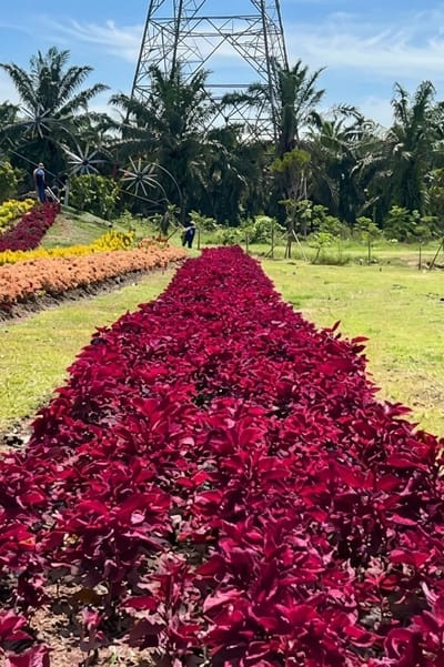 The image shows a row of vibrant red coleus plants in a garden setting. The plants are densely packed and form a long, continuous bed, stretching into the distance. In the background, several rows of other flowering plants in shades of orange and yellow are visible, arranged on a raised incline. Beyond the flower beds, palm trees and other lush greenery create a tropical backdrop. A tall, industrial metal tower, likely a transmission tower, dominates the upper portion of the image, with a clear blue sky overhead. Two individuals, dressed in blue uniforms, are present in the garden, one tending to the plants on the left side and another further back on the right. Decorative metal sculptures resembling starbursts are interspersed among the plants on the incline. The overall scene suggests a well-maintained botanical garden or park, possibly located in a warm climate. The mention of Bintang Meriah, Indonesia, contextualizes the tropical vegetation and suggests a location within that region.