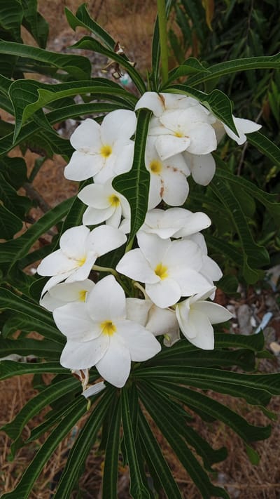 A close-up, eye-level shot captures a cluster of white plumeria flowers with yellow centers, blooming amidst lush green leaves. The flowers are slightly dusty and some exhibit minor brown spots on their petals. The foliage is dense and vibrant green, with a textured surface on the leaves. The background is softly blurred, revealing dry brown ground and hints of darker greenery, suggesting an outdoor environment. The lighting is natural, casting subtle shadows and highlighting the delicate details of the petals and leaves. The scene appears to be a still life of natural beauty, likely taken in Aluerambong, Indonesia.