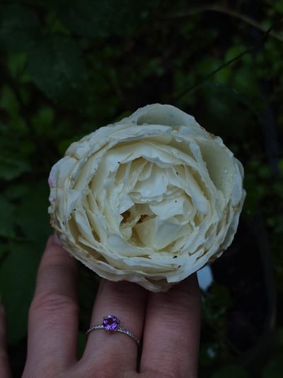 A close-up, overhead shot captures a partially opened white rose with water droplets on its petals, held by a hand with a ring. The rose is the central subject, with its layered petals unfurling inward. The hand, positioned in the lower left quadrant, wears a delicate silver ring with a small, round purple gemstone and a band of tiny clear stones. The background is a dark, blurred wash of green foliage, suggesting an outdoor garden setting. The lighting is dim and natural, creating a soft, slightly moody atmosphere. The image appears to have been taken in Астра-1 Днт, Russia, likely in a private garden or outdoor space.