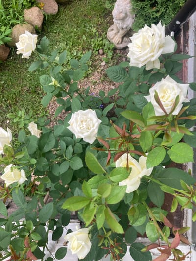The image shows a close-up, high-angle view of a white rose bush with several blooms and buds, situated outdoors. The roses are a creamy white color, with some showing a slightly yellowish hue towards their centers. The leaves are a vibrant green, with some showing a reddish tinge on their new growth. The background consists of green grass, gravel, and a light-colored stone statue of an animal, possibly a dog or a lion, to the left. There is also a hint of a black pipe or conduit and a white brick structure on the right side of the frame. The overall scene suggests a garden setting.