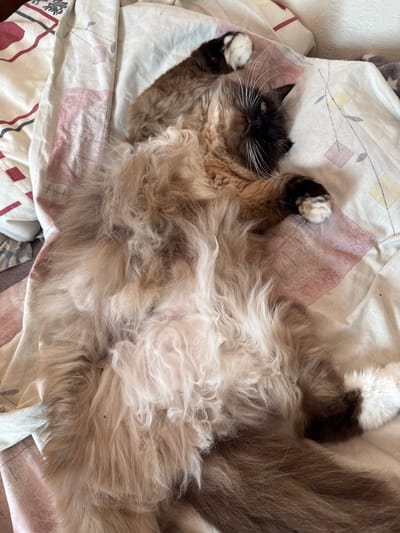 The image shows a long-haired cat lying on its back on a bed with a patterned sheet. The cat has fluffy fur in shades of brown, tan, and white, with dark brown markings on its face and paws. Its eyes are open, and its whiskers are prominent. The cat appears relaxed, with its paws in the air. The bedding has a light-colored base with abstract patterns in pink, yellow, and red. The lighting suggests an indoor environment. There is no indication of the location being in Mamaivtsi, Ukraine.