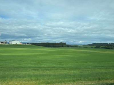 The image depicts a vast, bright green field under a cloudy sky. In the distance, several white industrial buildings are visible on the left side, suggesting a rural or semi-industrial setting. A dense line of dark green trees forms a horizon across the middle ground, with rolling hills beyond. The sky is filled with dramatic, grey and white clouds, indicating a potentially overcast or stormy day. The lighting suggests it could be daytime, possibly late afternoon or early evening due to the diffused light. The overall scene conveys a sense of open space and natural landscape, with human structures present but not dominant. There is no visible text in the image. The location is identified as Levanger, Norway.