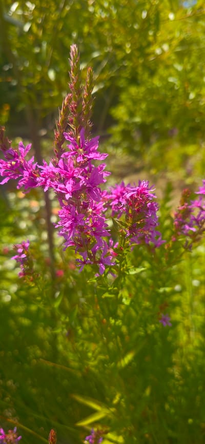 This is a close-up, vertical, eye-level shot of flowering plants in Bardar, Moldova. The dominant subjects are clusters of small, bright pink flowers with multiple petals arranged on spiky stems. These flowers are in various stages of bloom, with some appearing more open than others. The background consists of lush green foliage, creating a soft, bokeh effect with circular highlights, indicating natural sunlight filtering through leaves. The lighting suggests it is daytime, possibly late morning or early afternoon. There are no people or animals visible in the frame. The environment appears to be a garden or a natural outdoor setting within Bardar.
