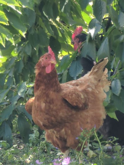 In the city of Kozare, Bulgaria, two chickens are visible in a natural outdoor setting. The primary subject, a reddish-brown hen, is in the foreground, facing the viewer. It has a bright red comb and wattles. Behind the hen, a black chicken is partially obscured by lush green foliage. The chickens are surrounded by green leaves and stems, with hints of purple flowers in the lower portion of the image. Sunlight filters through the leaves, creating dappled light and shadows. The ground is covered with grass and vegetation.