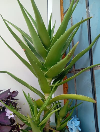 The image shows a close-up of a tall aloe vera plant with thick, green, succulent leaves. The leaves are edged with small, sharp, white serrations. The plant is set against a background that includes a white wall on the left and a blue tiled wall on the right. The blue tiles are irregular in shape and texture, with some visible grout lines. There is also some orange, foam-like material visible between the white and blue walls.
To the left of the aloe vera, a small plant with dark purple, heart-shaped leaves is partially visible, along with a few delicate, pale purple flowers and some small buds. In the lower right portion of the image, a blue, fluffy object, possibly a cleaning cloth or sponge, is placed near the base of the aloe vera plant.
The lighting suggests it is daytime, with natural light illuminating the scene. There are no people visible in the image. The overall impression is of an outdoor or semi-outdoor setting, perhaps a balcony or patio, given the tiled wall and the presence of multiple plants. The image appears to be a photograph taken at eye level.