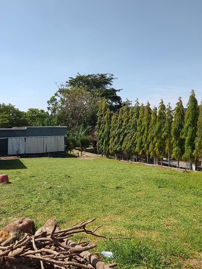 The image depicts an outdoor scene on a clear day, likely in Ushapa, Nigeria. In the foreground, a pile of dry logs and branches rests on a patch of short, green grass. Further back, a large expanse of well-maintained, vibrant green lawn dominates the midground. To the left, a dark gray building with a white-curtained facade is partially visible, with a red conical object on the lawn near its corner. A row of tall, slender trees with lush green foliage lines the right side of the image, forming a natural boundary. Behind these trees, a larger, more mature tree with a dense canopy stands prominently. The background shows a clear blue sky.