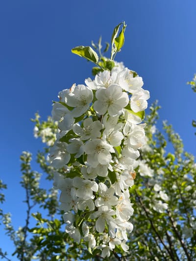 The image presents a vibrant, low-angle shot of a cluster of white blossoms on a tree branch against a brilliant, cloudless blue sky. The flowers, likely apple or crabapple blossoms, are the central subject, appearing crisp and well-defined. Each blossom features five delicate white petals and visible yellow and reddish-brown stamens at its center. Several bright green leaves are interspersed among the flowers, some sharply in focus and others gently blurred.
The background consists of a deep blue sky that takes up a significant portion of the frame, indicating clear, sunny weather. Further back, out-of-focus green foliage and tree branches suggest a larger tree or grove in bloom, characteristic of spring or early summer in locations like Зыково, Russia. The bright sunlight illuminates the flowers, highlighting their white purity and delicate structure. No people or visible text are present. The scene conveys a sense of natural beauty, freshness, and the pleasant atmosphere of a sunny day in bloom.