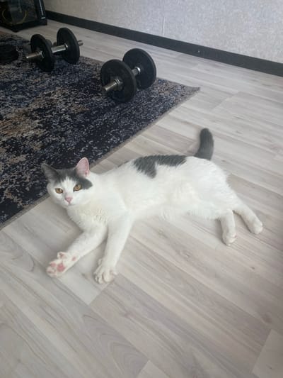 A grey and white cat is lying on a light-colored wooden floor, with its body stretched out to the right. The cat has yellow eyes and a grey patch over its left eye. Its front paws are extended, and its hind legs are splayed out. In the background, there is a dark patterned rug and two dumbbells on the rug. A dark baseboard runs along the wall behind the rug. The scene appears to be indoors, possibly in a home gym or living area. The location is Beloozyorsky, Russia.