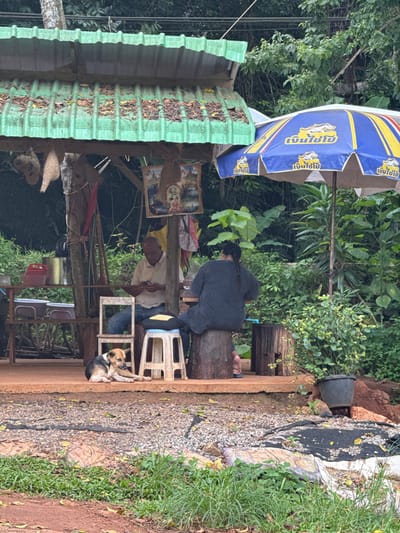 The image depicts an outdoor scene in Ban Sadet, Thailand, featuring two individuals and a dog near a covered structure. A man, wearing a light-colored polo shirt and blue jeans, sits on a wooden chair under a green corrugated metal roof, engrossed in his mobile phone. To his right, a person with dark hair braided down their back, wearing a dark long-sleeved shirt, sits on a wooden stump. A tri-colored dog is lying on the ground in front of them. The covered structure has shelves with various items, including red and metallic containers, and two white basins. A blue and yellow umbrella is visible to the right of the covered area. The environment is lush with green foliage, and the ground is covered with dirt, gravel, and dry leaves. The overall impression is a casual, outdoor setting, possibly a roadside stall or rest stop in a tropical environment.