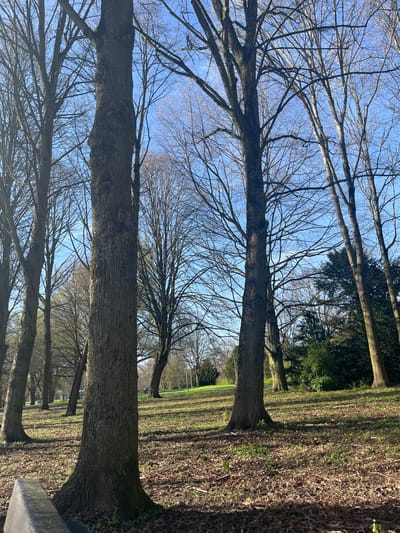 The image depicts a row of bare trees in a park setting. The tree trunks are thick and textured. The branches are intricate and leafless. The ground is covered in fallen leaves. In the background, there is green shrubbery and more trees. The sky is blue. The photo was taken in Maastricht, Netherlands, as there are several parks with similar trees, although it is not possible to identify the exact location without additional information.