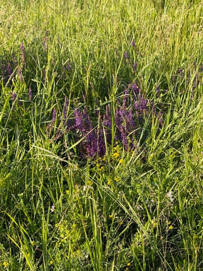 The image displays a close-up, top-down view of a lush meadow in Krasnokutsk, Ukraine. The primary subjects are various types of tall, green grass and wildflowers. Dominant among the wildflowers are clusters of vibrant purple blossoms, likely a species of Salvia, interspersed with smaller yellow flowers and a few delicate white and pink blooms. The grass is long and appears somewhat wild, with blades overlapping and creating a dense texture. The scene is bathed in natural light, suggesting it is daytime, likely late morning or afternoon, given the bright illumination and shadows cast by the blades of grass. The overall impression is one of natural beauty and abundance, evoking a sense of peace and tranquility. There are no people or man-made objects visible, reinforcing the focus on the natural environment. The image appears to capture a moment during the warmer seasons, possibly late spring or summer, when wildflowers are in full bloom. The focus is entirely on the detail and interplay of the flora, with the blades of grass creating a dynamic pattern across the frame. The specific location cues are limited to the mention of Krasnokutsk, Ukraine, providing geographical context for this natural scene.