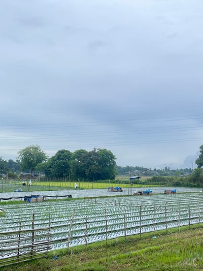 This is a landscape photograph taken on an overcast day in Grong-Grong, Indonesia. The foreground features a meticulously organized agricultural field with rows of young green plants covered by white mulch. Wooden poles and netting form fences around sections of the field, and in the mid-ground, several wooden crates covered with blue tarps are visible, likely containing produce or supplies. In the background, lush green trees and vegetation border the fields, with a cluster of houses and buildings indicating a small settlement. Power lines stretch across the sky. Scattered throughout the field are several human figures, appearing small from this distance, engaged in agricultural work. One figure is wearing white, possibly a scarecrow or a worker in protective clothing. The overall impression is of a working agricultural landscape under a cloudy sky.