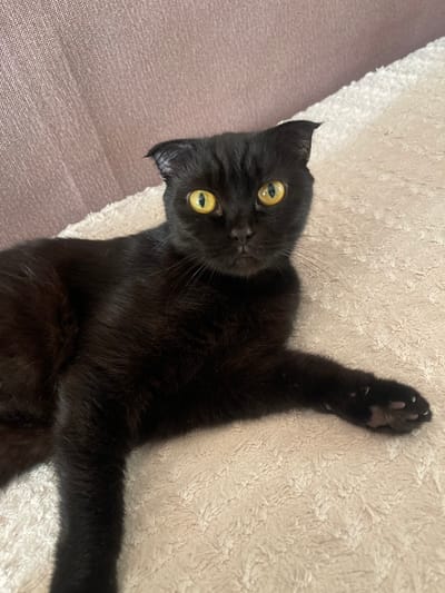 A black domestic cat is depicted resting indoors in Нижняя Уратьма, Russia. The cat, exhibiting characteristics consistent with a Scottish Fold breed, possesses short, black fur, distinctly folded ears, and prominent, round yellow eyes with dark pupils, fixed directly towards the viewer. Its body is in a prone position, with the right front paw extended onto a light-colored, textured surface, possibly a blanket or rug, featuring a subtle, repetitive relief pattern. A darker, vertically-ribbed upholstered surface, likely a sofa, is visible in the background to the left. No other subjects or objects are present within the frame, and the cat appears to be in a calm, stationary state.