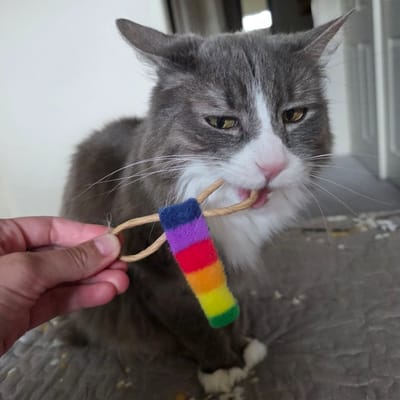 A medium shot captures a grey and white cat intensely chewing on a rainbow-colored cat toy held by a person's hand in Beaverton, Oregon. The cat's mouth is open, revealing its tongue as it grips the toy. The toy consists of a rough, braided string with a small section wrapped in fuzzy material striped in blue, purple, red, yellow, and green, resembling a rainbow. The background is blurred, with hints of a white wall and a doorway. The cat is positioned on a grey, textured surface, possibly a blanket or furniture, with scattered small yellow and white specks, suggesting the environment might be somewhat untidy. The lighting is diffused, creating a soft ambiance for the image.