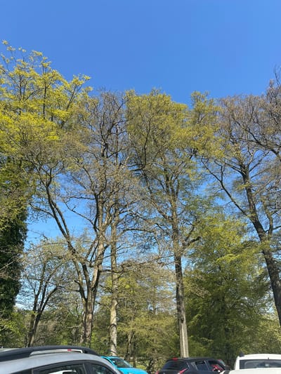 The image shows a view looking upwards through tree branches towards a clear blue sky. Some trees have new green leaves emerging, while others are still bare. The lower portion of the image contains green shrubs and foliage. Parts of two vehicles are visible on the right edge of the frame. Location: likely Staffordshire Moorlands, United Kingdom.