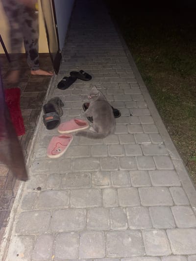 This image, depicting a nighttime scene in Petrivka, Ukraine, features a paved outdoor pathway adjacent to a building entrance. One human subject is partially visible on the left, standing barefoot on an indoor tiled floor near a doorway, wearing grey tie-dye patterned sweatpants; motion blur indicates recent movement. A grey domestic cat is centrally positioned on the outdoor paving, sitting on a black slipper. Scattered around the cat and near the doorway are various items of footwear: two black Puma brand slides, one grey slide, and two pink fluffy slippers, one of which has a cartoon bear face design. A red textile mat or rug is visible on the indoor tiled floor to the left of the doorway. The outdoor pathway is constructed from grey rectangular pavers, and a strip of dark grass or vegetation is visible along the right edge of the pathway, indicating an unlit outdoor area.
