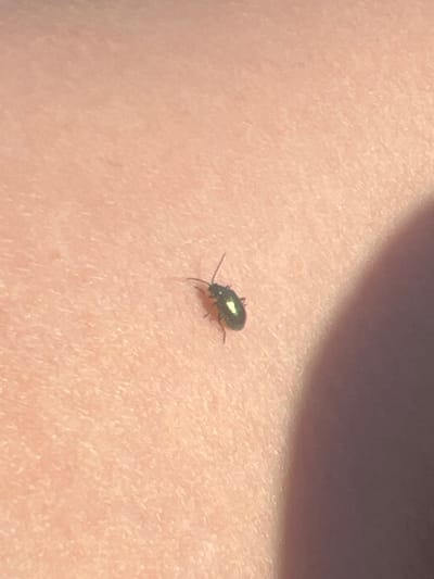 A close-up, high-angle shot shows a small, dark-colored beetle with metallic green and yellow markings on its back. The beetle is positioned on a person's skin, which appears light-toned and textured. A shadow is cast over the right side of the image. The scene is not identifiable as being in Ust'ye, Russia.