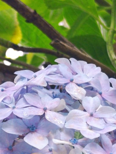 The image is a close-up, eye-level shot of a cluster of light purple and blue hydrangeas. The flowers are in full bloom, with many delicate petals layered on top of each other. Some of the petals appear slightly wet, reflecting the light. In the background, out of focus, are dark brown branches and vibrant green leaves. The lighting suggests it is daytime, likely outdoors. The image does not provide any information about the city of Siyal, India, or any people.