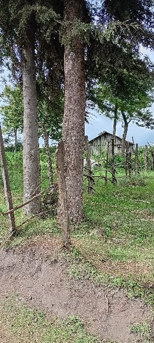 The image captures an outdoor rural scene in Rwanyambo, Kenya, under a partly cloudy sky. In the foreground, a dirt path or embankment displays areas of exposed soil and sparse green vegetation. Two prominent tree trunks rise vertically from the ground; one, textured with dark brown bark, is slightly right of center, while another, lighter-barked trunk stands to its left. A thin, dark vertical pole is also visible on the far left. The middle ground consists of tall green grass, interspersed with bushes, and features a rudimentary fence constructed from irregular wooden posts and intertwined branches. Behind this natural barrier, a weathered, light-colored wooden structure with vertical plank siding and a gabled roof is partially discernible. The background is composed of dense green tree canopies against a pale blue sky. No individuals, animals, or specific actions are observed.