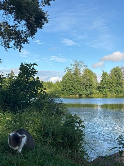 A gray and white cat is sitting in lush green grass on the bank of a calm body of water. The water reflects the blue sky, which is dotted with white clouds and has some tree branches extending from the top left corner. In the background, a dense line of green trees forms the opposite bank of the water. The scene is peaceful and appears to be set in a natural environment within the city of Muromtsevo, Russia.